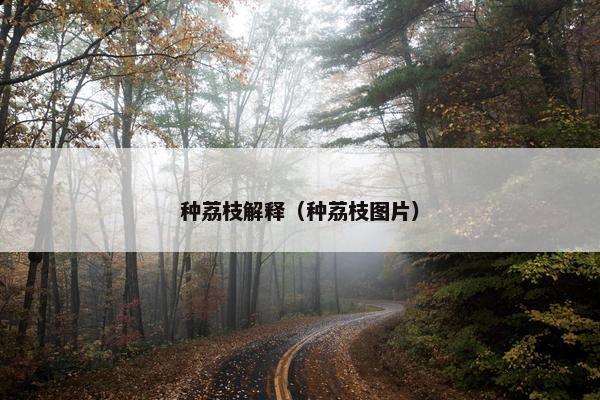种荔枝解释（种荔枝图片）