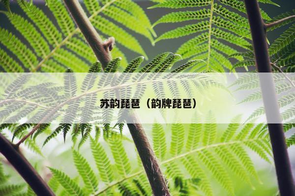 苏韵琵琶（韵牌琵琶）
